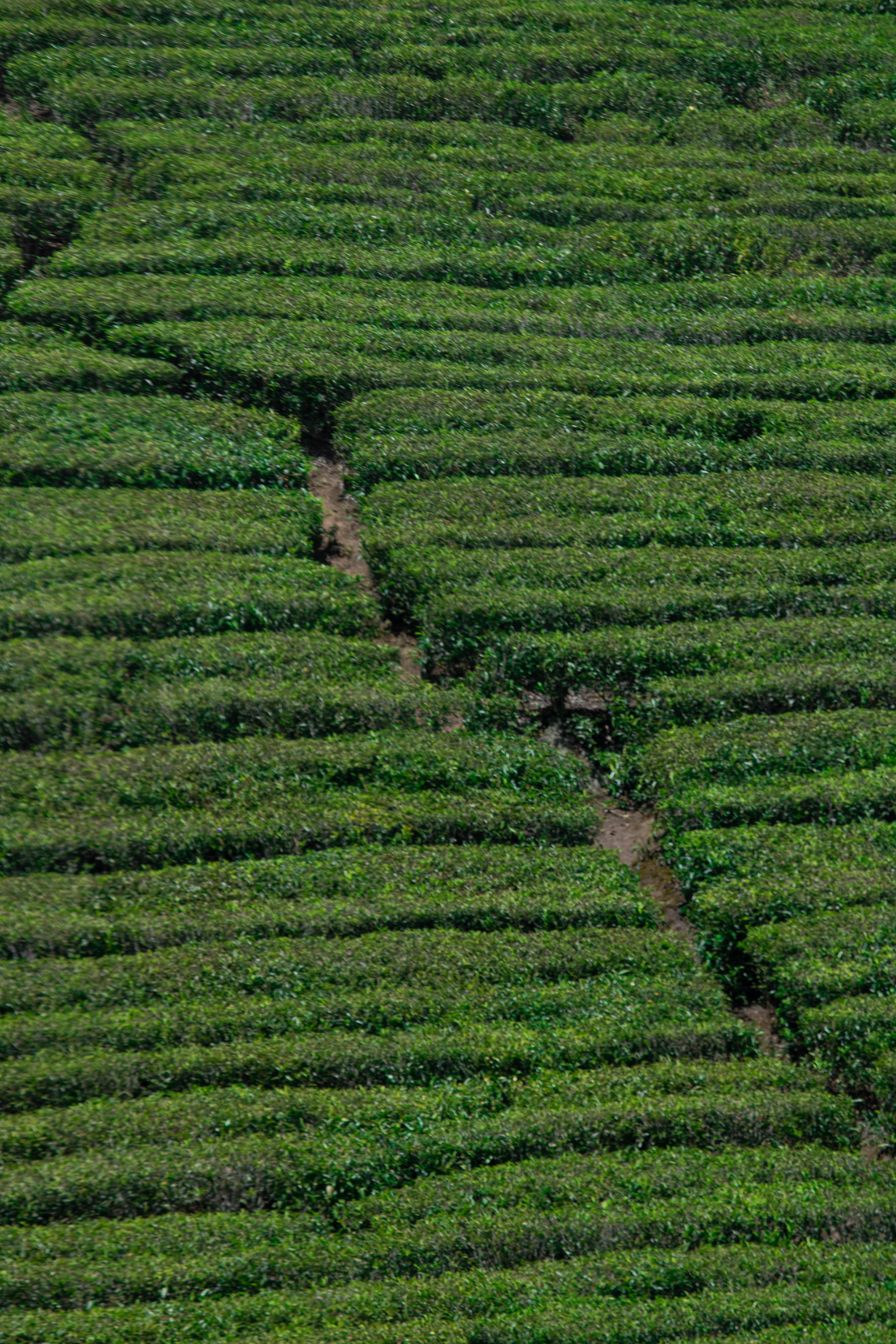 Description of photo 1